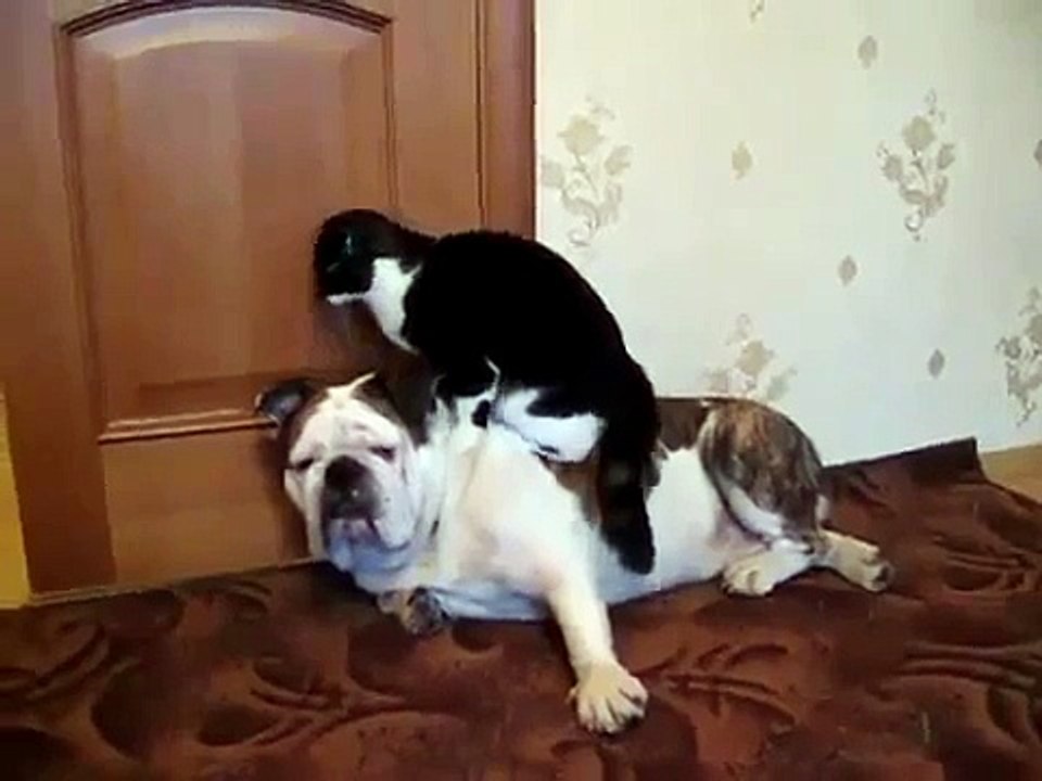 Interesting video and jokes with people, animals, objects. Compilation amazing videos!