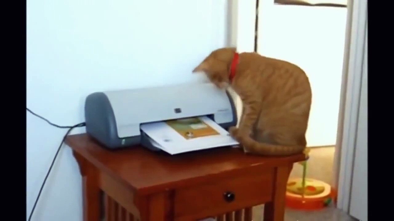 LION PRANK!!!