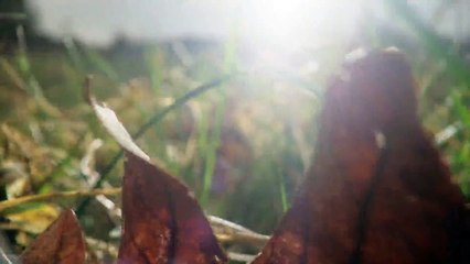 Remembering Steve Jobs