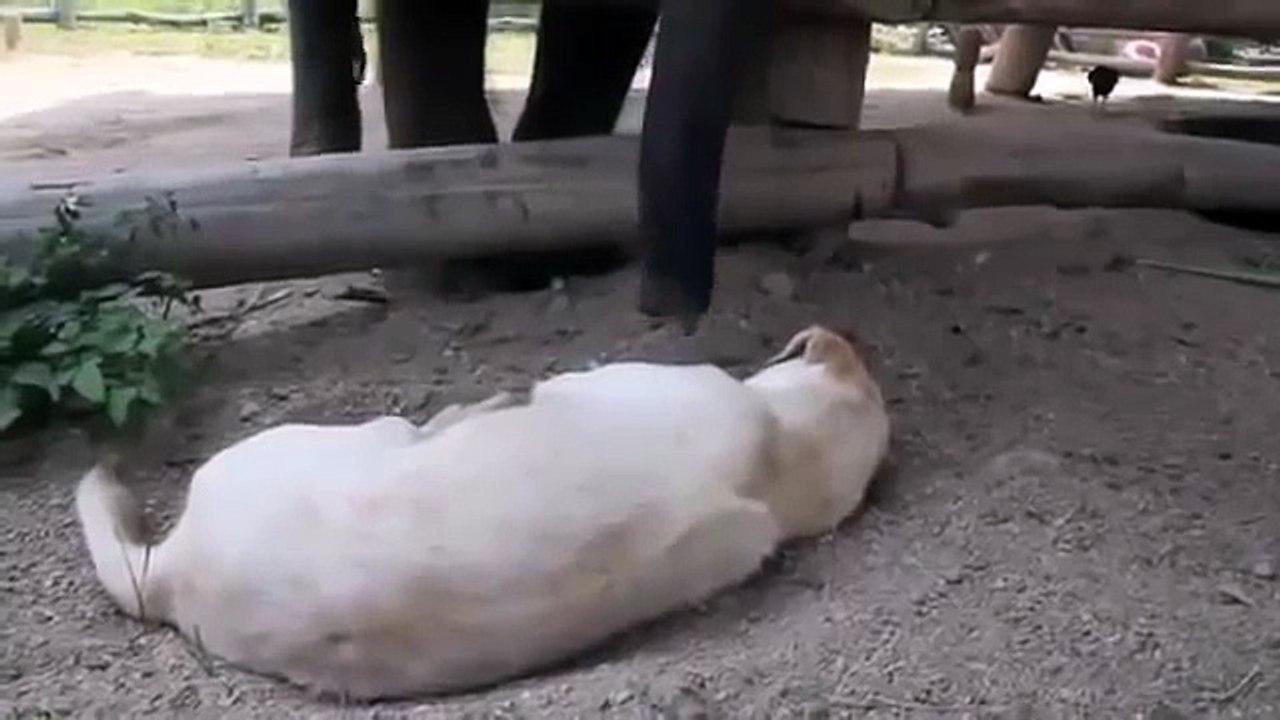 Babies Scared of Farts Compilation 2013 [HD]