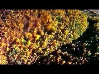 ترانه دیوار با صدای عهدیه