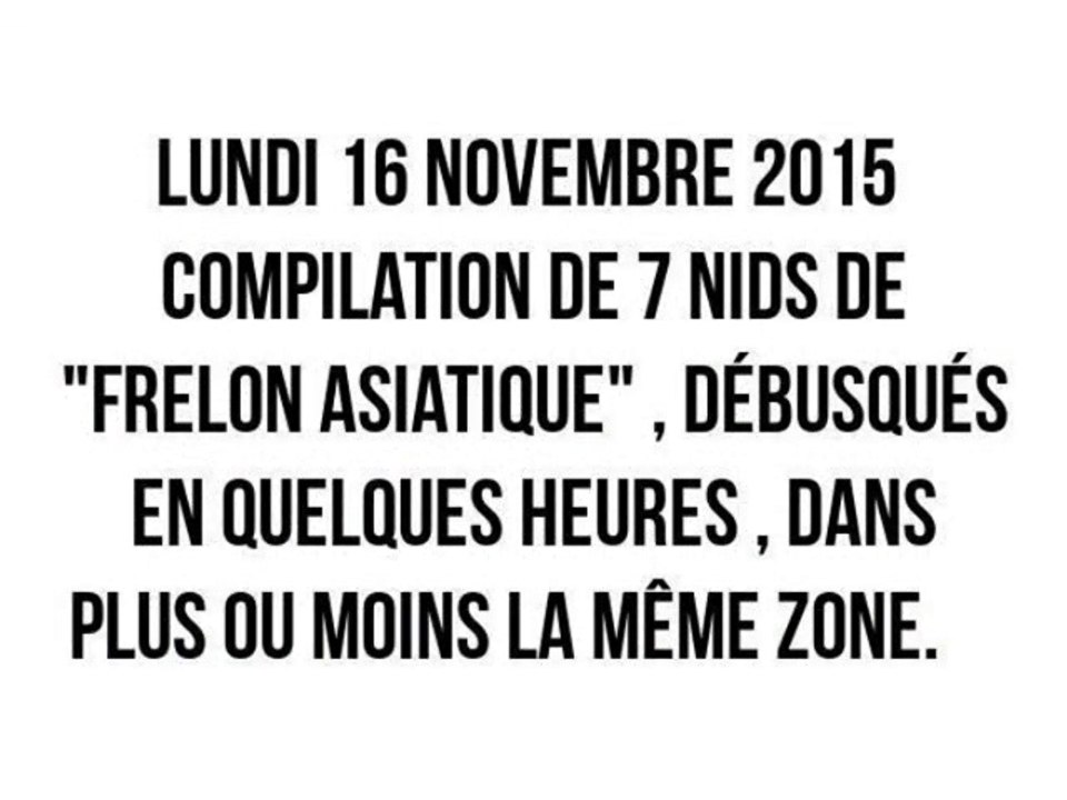 (partie 16) : Compilaion de 7 nids de "frelon asiatique" débusqués dans la meme journée, en quelques heures