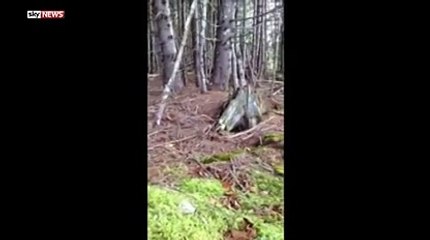 'Breathing' Earth Filmed In Canadian Forest-45d9b826-4456-3b70-b570-bbece33ec2ec