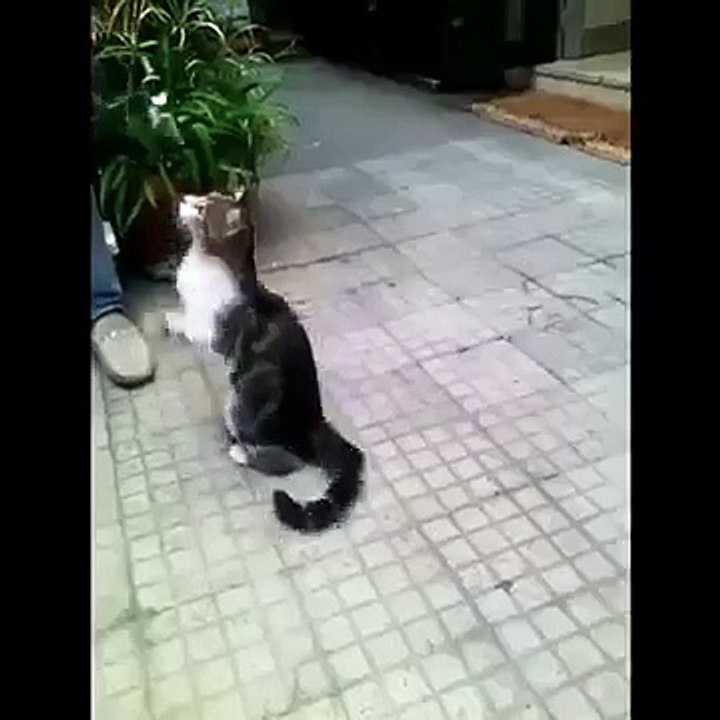 Funny Amazing Cat