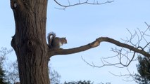 10 Minutes of a Squirrel Pushing Another Squirrel Off a Tree