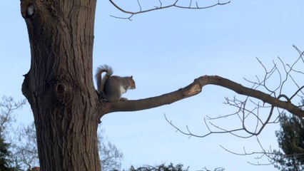 10 Minutes of a Squirrel Pushing Another Squirrel Off a Tree