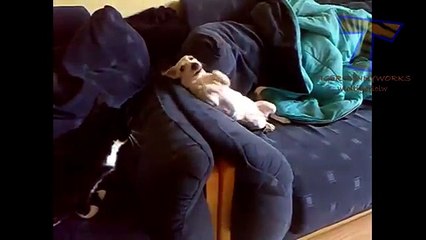 Funny dogs annoying cats - Cute animal compilation