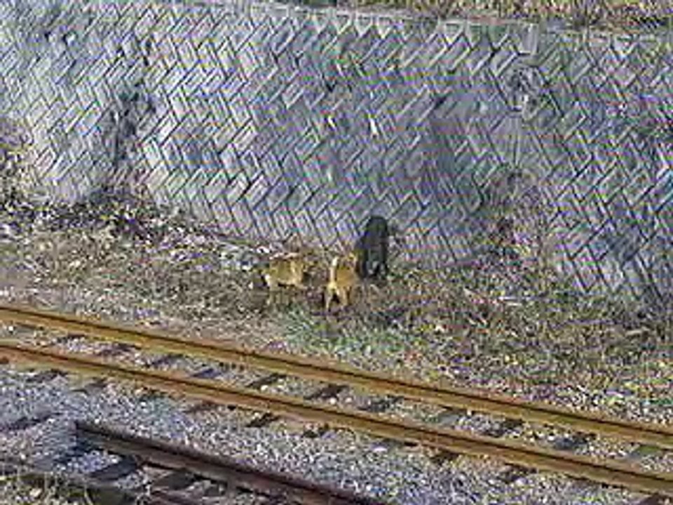 dog vs　wild boar