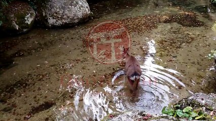 guesthouse in miyajima