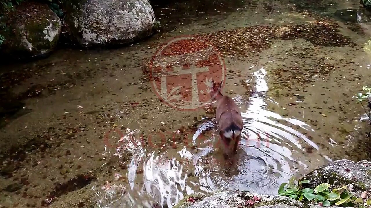 広島 宮島の格安ゲストハウス