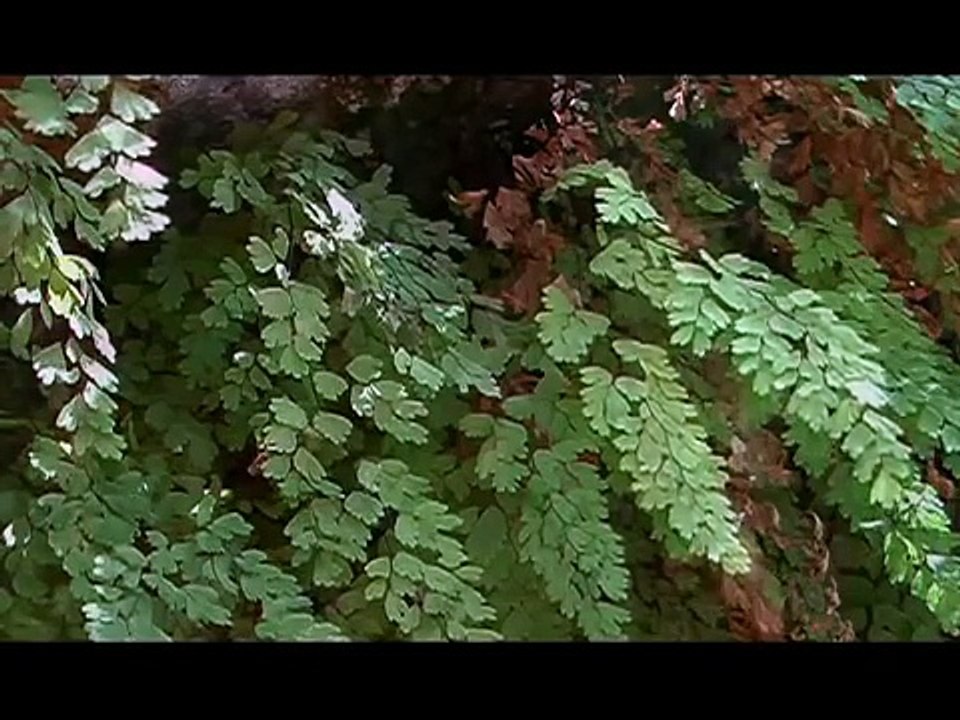 Gregorian Chants with the Sounds of Nature