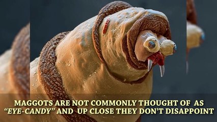 The Amazing World Seen Through A Microscope