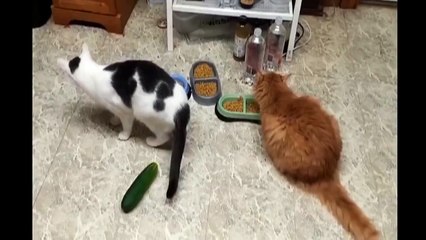 Коты и опасные огурцы