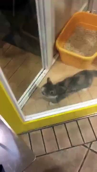 Epic Cat with Cute Actions