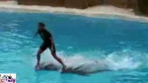 New Amazing Dolphin Show Must See