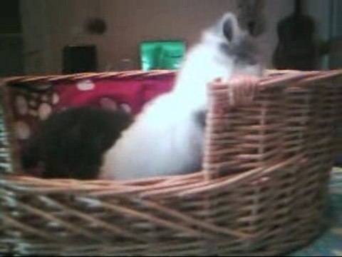 MES CHATONS
