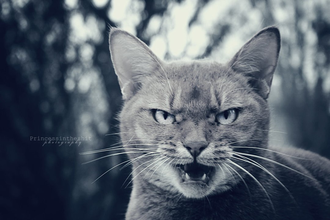 Кот - мститель загнал хозяина на балкон ! Cat G...