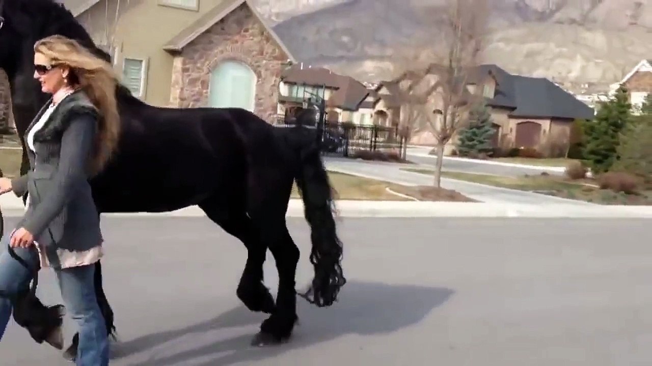 En la voyant promener cette bête magnifique dans la rue, je suis totalement sous le charme