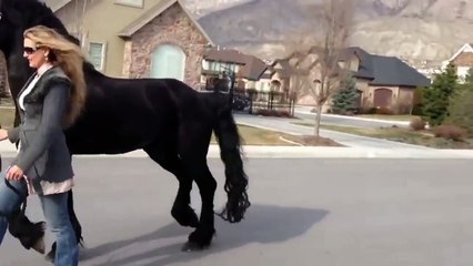 En la voyant promener cette bête magnifique dans la rue, je suis totalement sous le charme