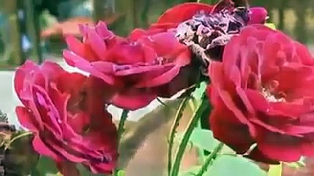 Mehmet Köse - Kubare 2015 HD - KURDISH MUSIC 2015 - KÜRTÇE MÜZİK 2015 - MUZIKA KURDI 2015