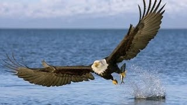 Os instintos predatórios dos animais