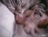 Cat hugs baby kitten having a nightmare
