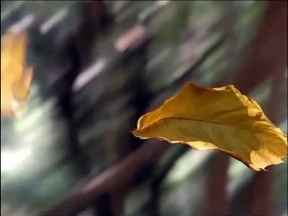 فرقه الحياه  رساله