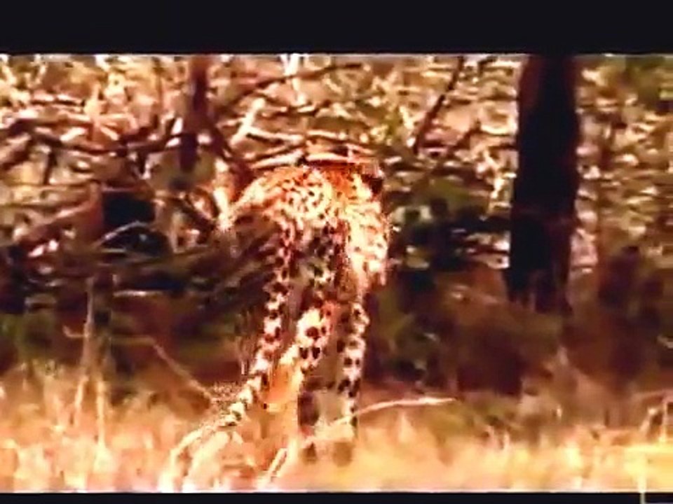 Crater Lions of Ngorongoro African Animals Wildlife Documentary