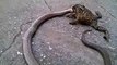 Frog and Snake Fight