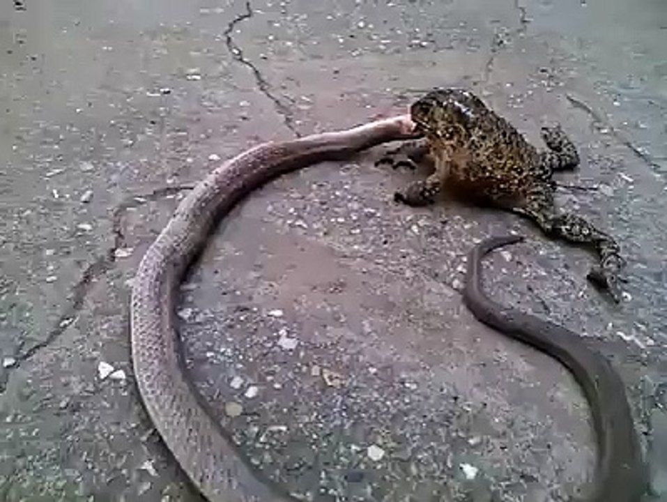 Frog and Snake Fight