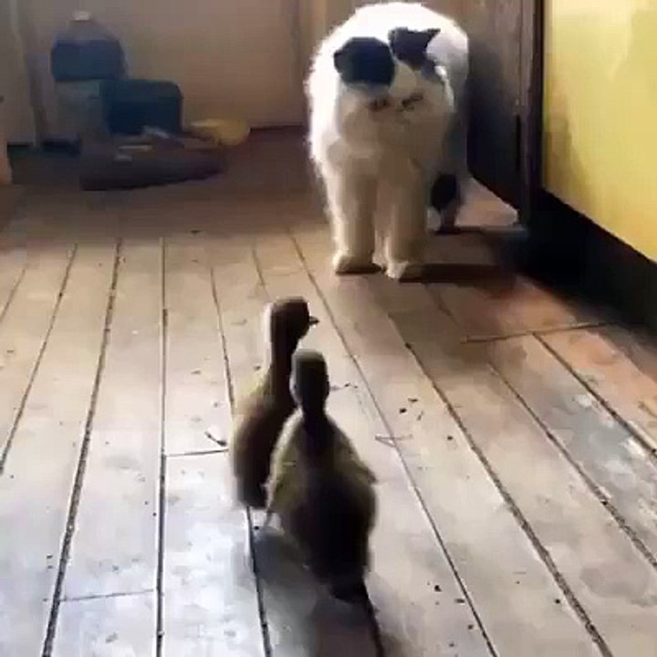 cat and duck
