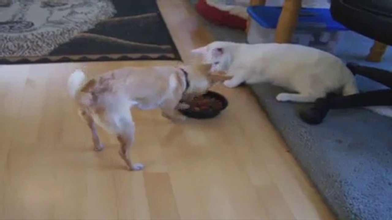 Cat & Dog Best Fights