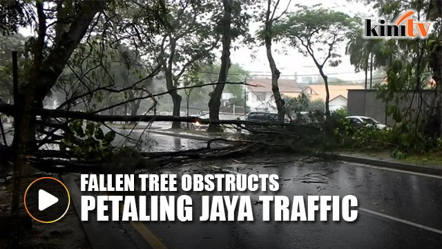 Fallen tree obstructing Jalan Selangor