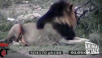 Rhino Source Vs Lion Amazing Fight