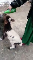 little goat and cat fighting over milk - VERY FUNNY !!!!