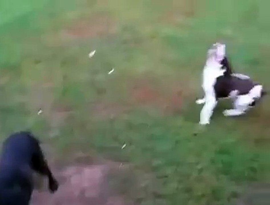 Throw a ball to a dog - FUNNY !!!
