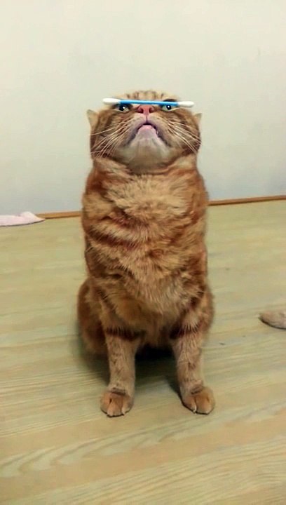 Un Chat joue à l'Équilibriste avec un Coton-Tige