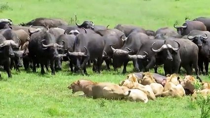 Lion Dangerously Killed By Buffalo