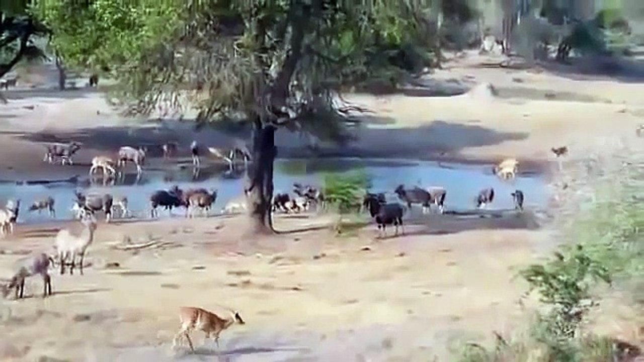 Lion attack lion antilopes at elephants life NEW 2014 HD