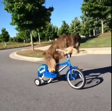 FAIL de Chiens... Compilation hilarantes d'animaux