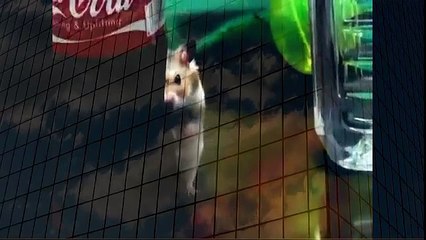 Psycho Hamster when animals attack