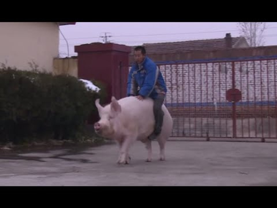 Hog Rider: Chinese farmer saddles his huge pig - video Dailymotion