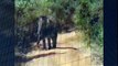 Safari ELEPHANT attack ATTACK Yala jeep animal when animals attack