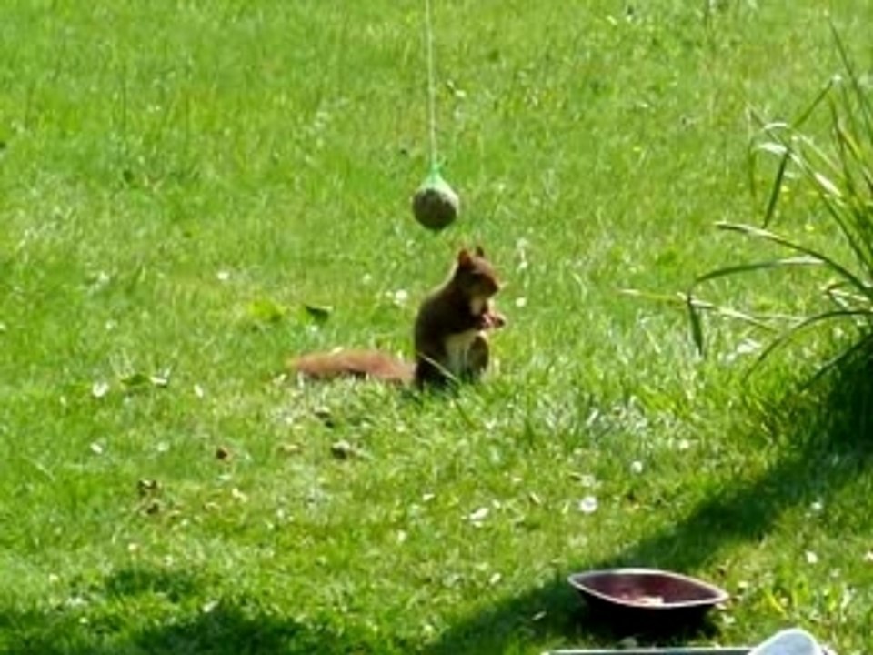 le putchingball de l' ecureuil