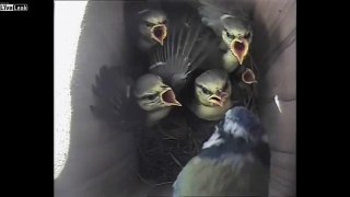 LiveLeak Woodpecker attacks defenseless baby birds