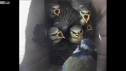 LiveLeak Woodpecker attacks defenseless baby birds