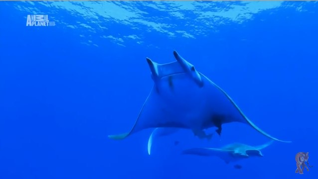 Чудеса голубой планеты . Европа 4 - Серия