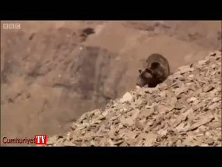 Ayıların olaylı çiftleşme savaşı kamerada