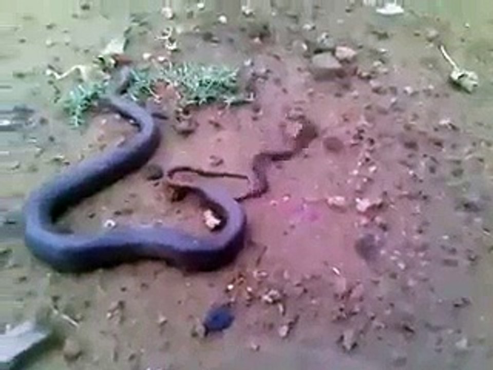 Snake Giving Birth