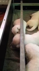Chiots de 14 jours au domaine du Haut Quesnay